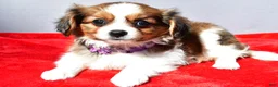 Mixed Breed dogs for sale: Sierra - Ad 2