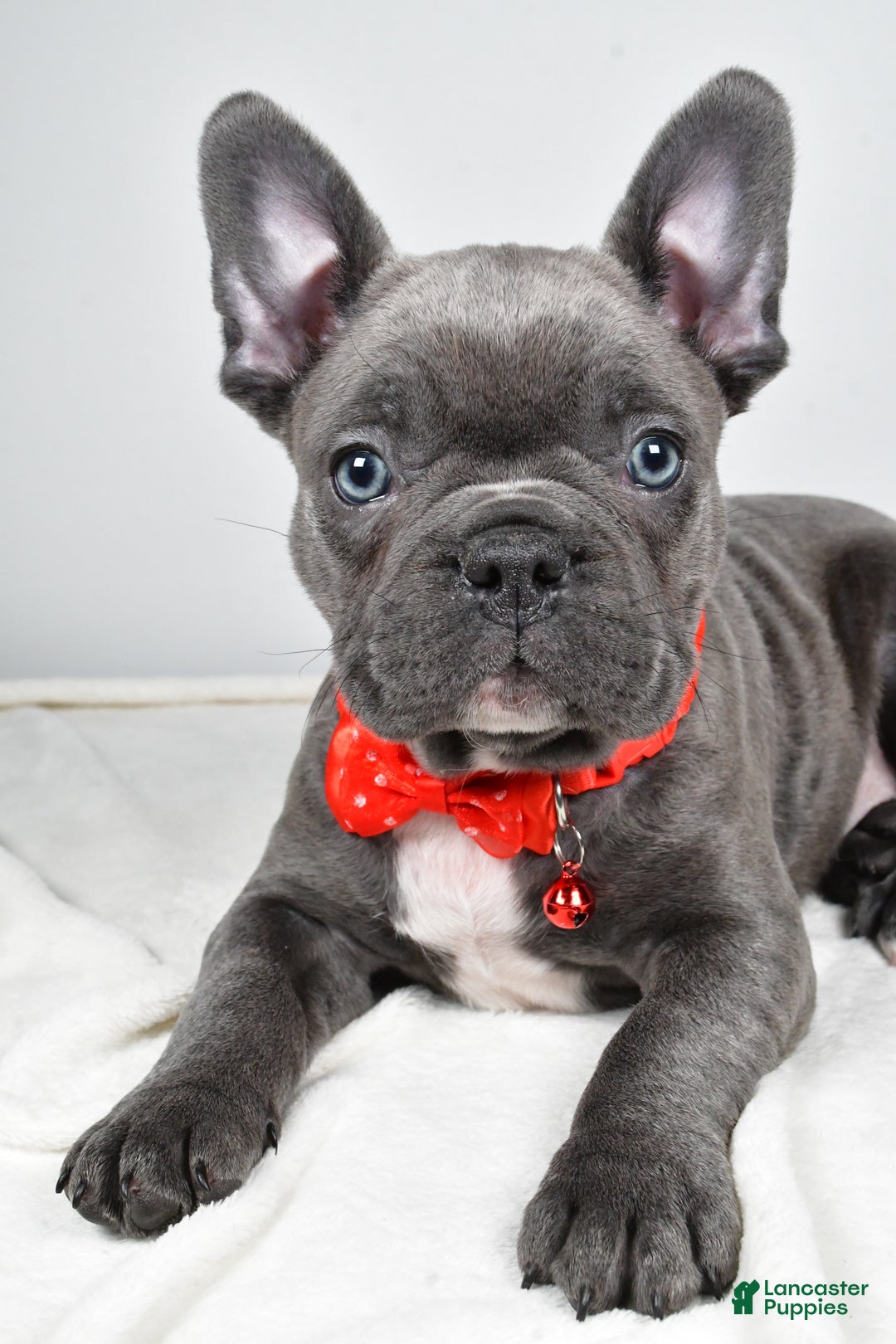 Mixed Breed dogs for sale: Russell - Ad 2