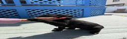 Mixed Breed dogs for sale: Wakanda - Ad 5