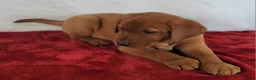 Labrador Retriever dogs for sale: Rani - Ad 8