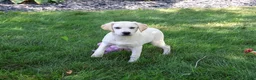 Labrador Retriever dogs for sale: Whitney - Ad 4