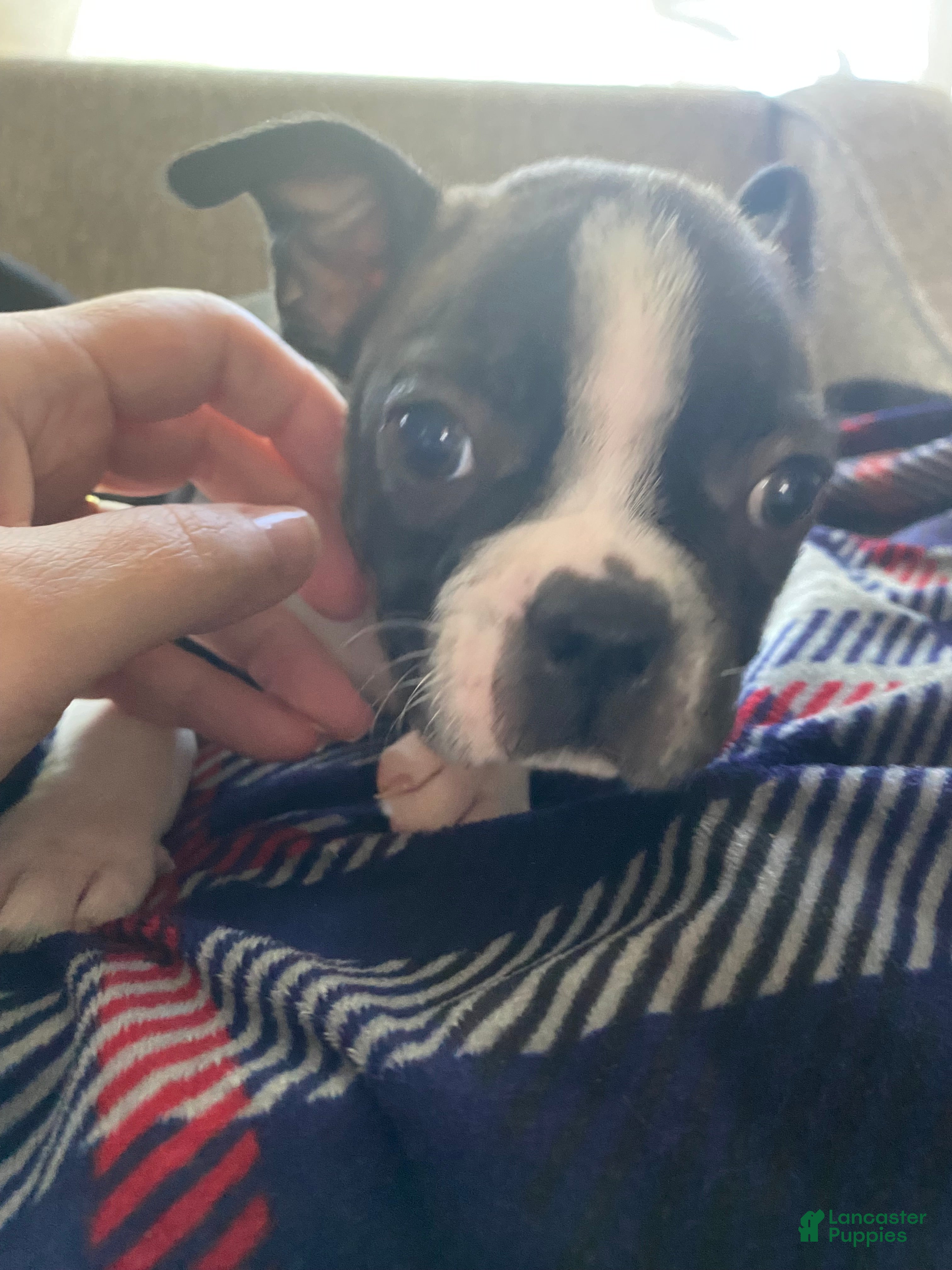 Boston Terrier dogs Hans - Ad 12