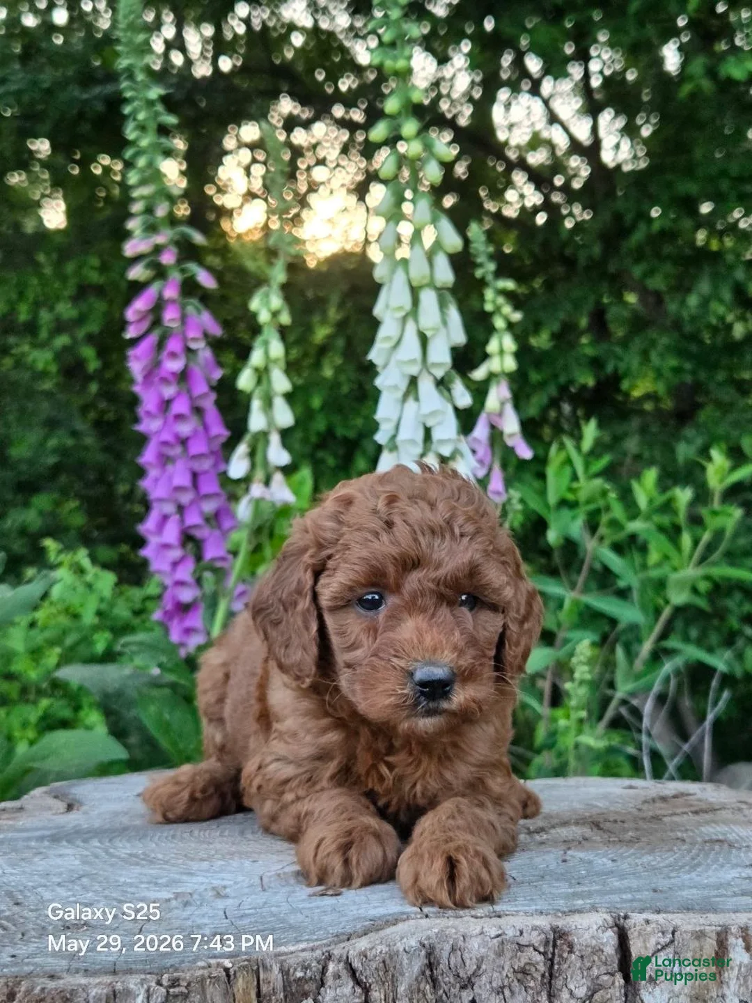 Mini Goldendoodle dogs for sale: Penny  - Ad 1