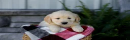 Golden Retriever dogs for sale: Bennett - Ad 6