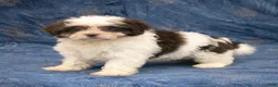 Havanese dogs for sale: Rachel - Ad 1