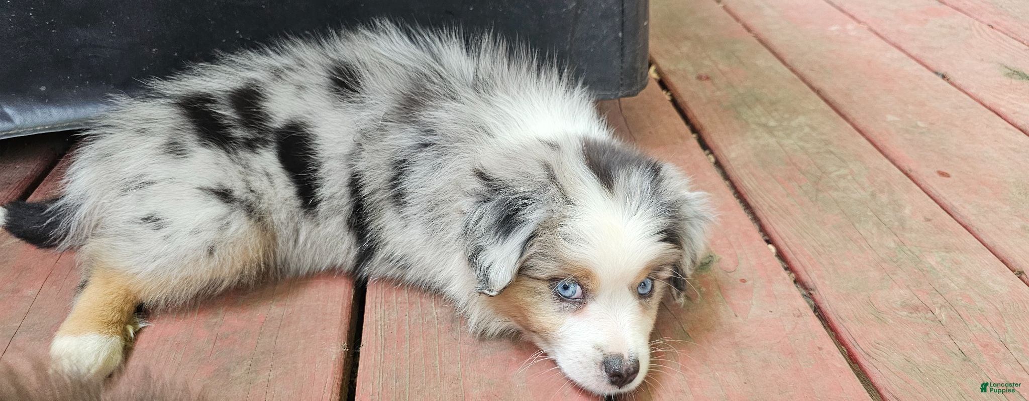 Miniature Australian Shepherd dogs Spot - Ad 2