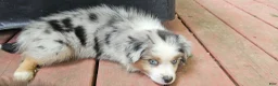 Miniature Australian Shepherd dogs for sale: Spot - Ad 2