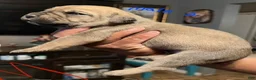 Cane Corso dogs for sale: Cane corso  - Ad 3