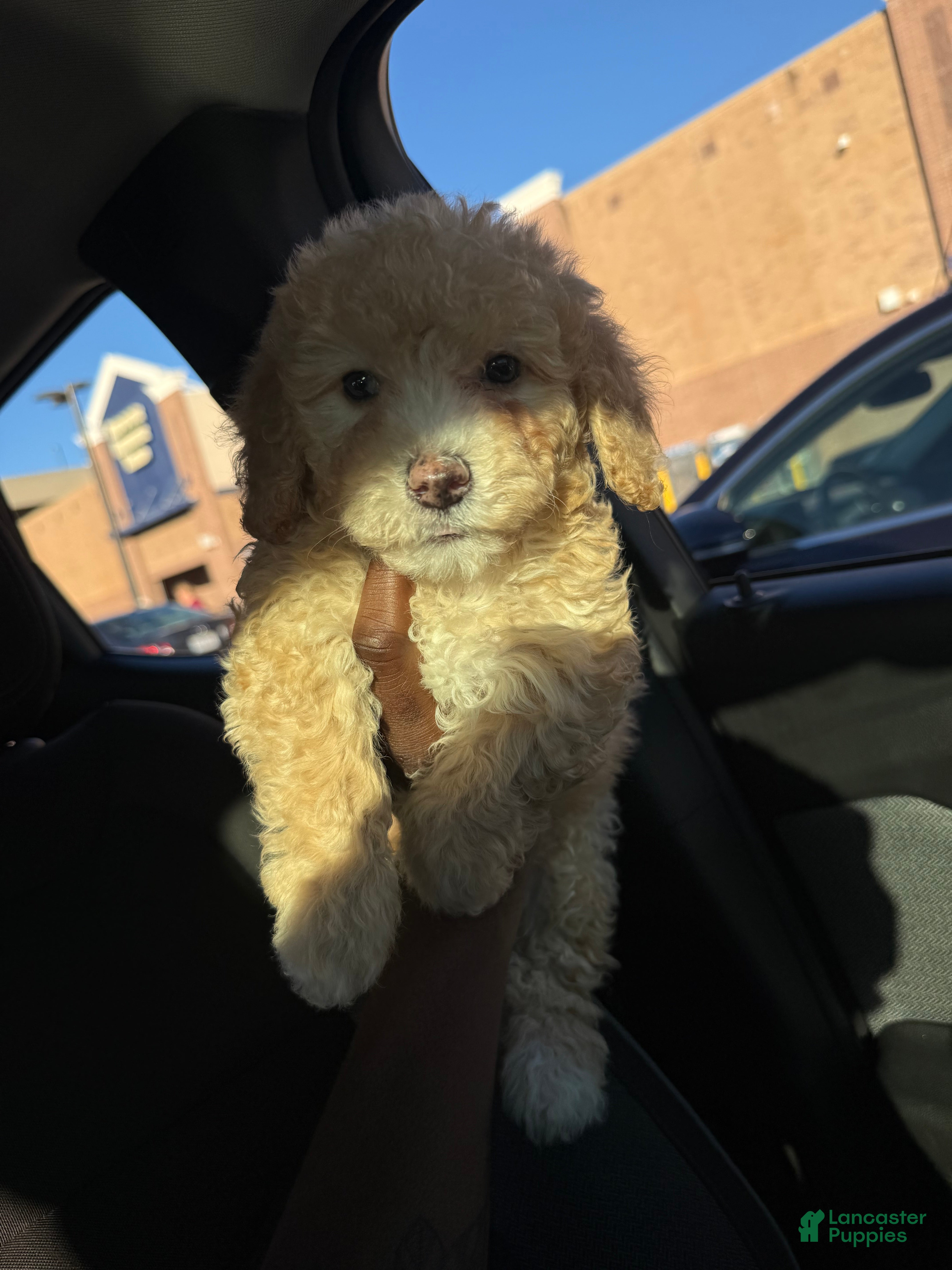 Mini Aussiedoodle dogs for sale: Lonny Breaux - Ad 6