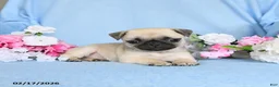 Pug dogs for sale: Babes - Ad 4