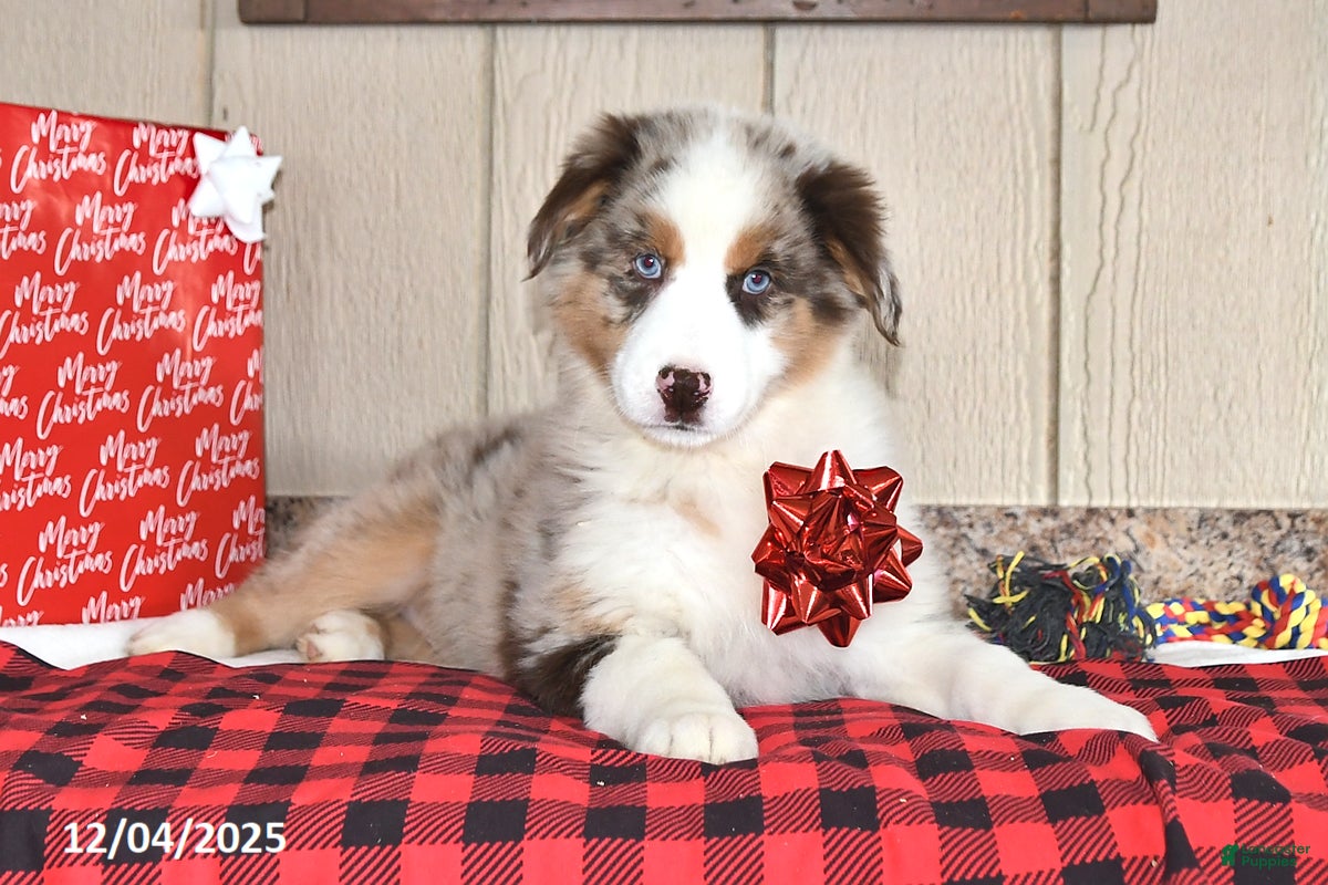 Australian Shepherd dogs Dusty - Ad 34