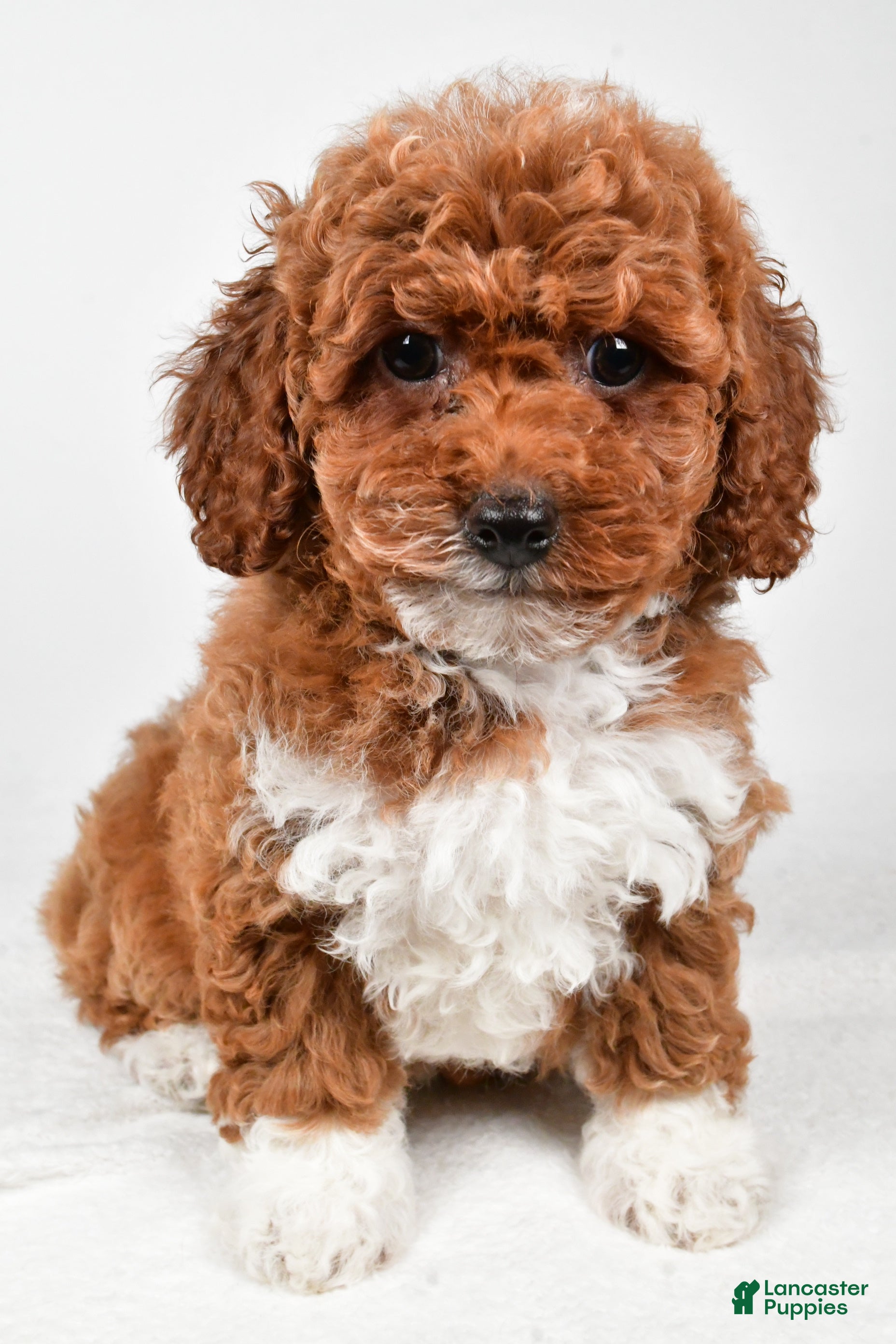 Bichpoo dogs Boots - Ad 20