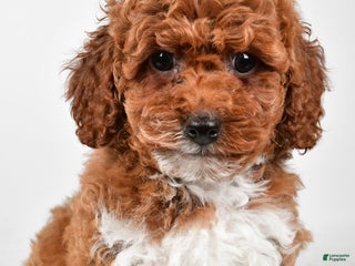 Bichpoo dogs Boots - Ad 20