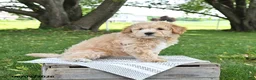 Bichpoo dogs for sale: Jade - Ad 15