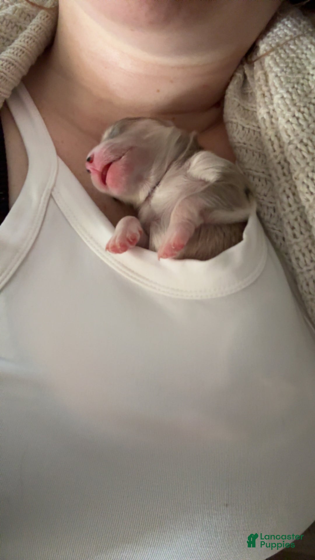 Mixed Breed dogs for sale: Ange - Ad 2