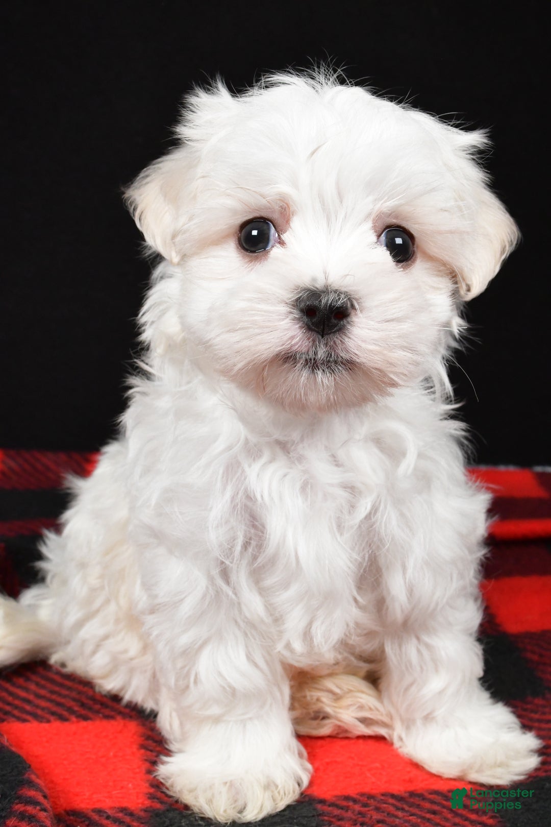 Maltese dogs for sale: Houston - Ad 6