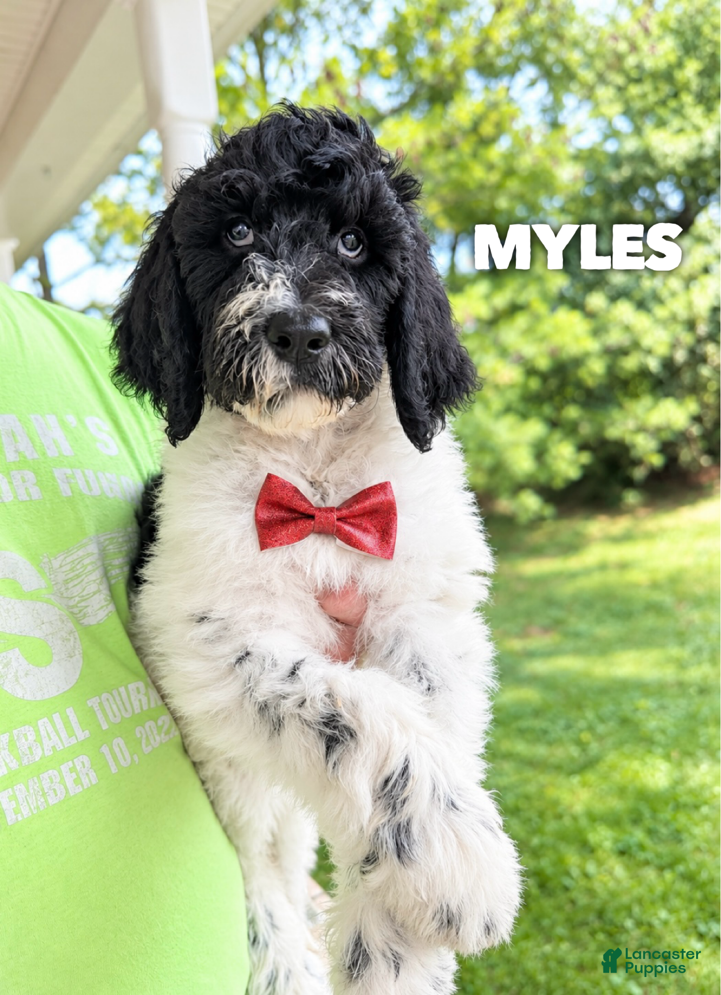 Goldendoodle dogs Myles - Standard F1b - Ad 40