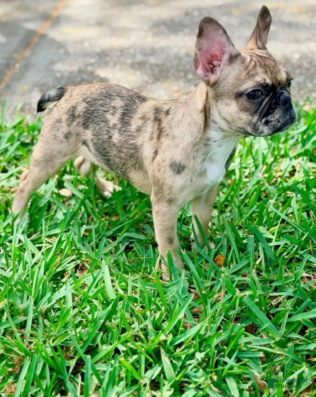 French Bulldog dogs for sale: Cookie - Ad 2