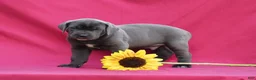 Cane Corso dogs for sale: Carlo - Ad 6