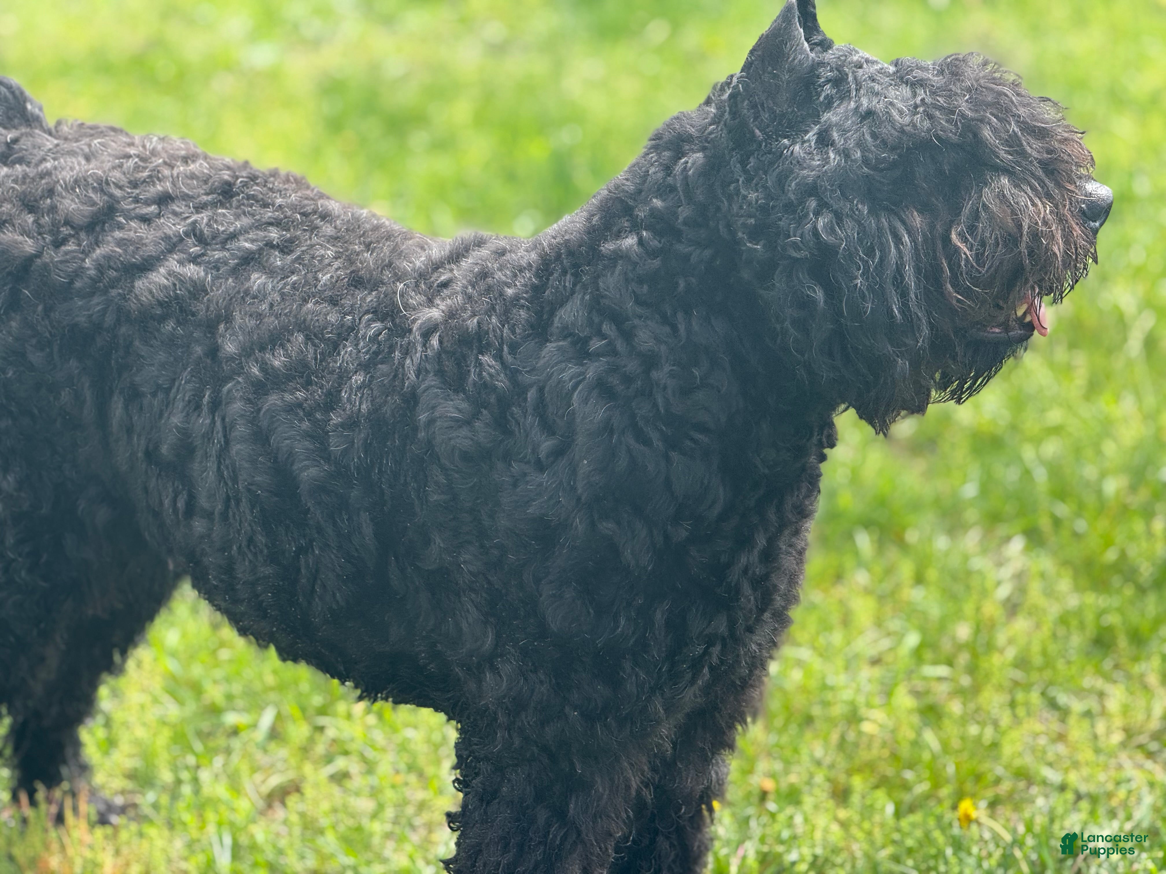 Bouvier Des Flandres Puppies for sale Lancaster Puppies