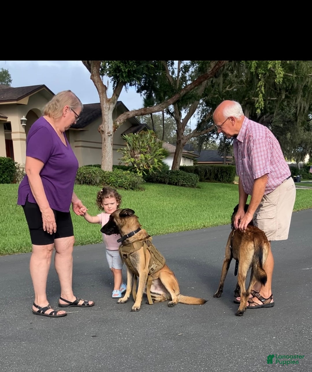 Belgian Malinois dogs for sale: Belgian Malinois male  - Ad 7