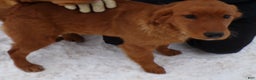 Golden Retriever dogs for sale: Golden Retriever Puppy 2 Candy - Ad 3