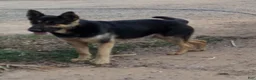 German Shepherd dogs for sale: Ragnar  - Ad 6
