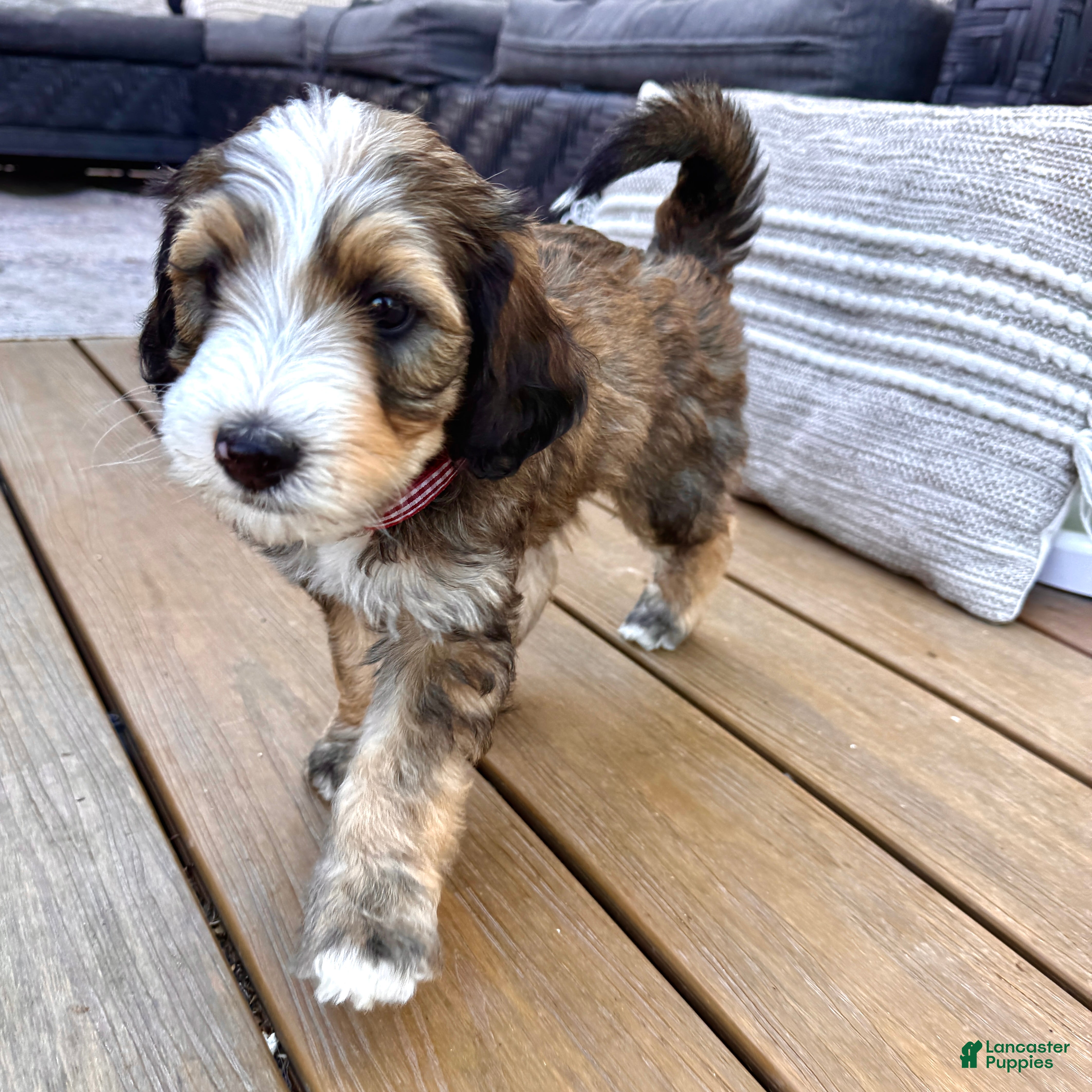 Bernedoodle dogs Wolfie - Ad 1