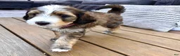 Bernedoodle dogs for sale: Wolfie - Ad 1