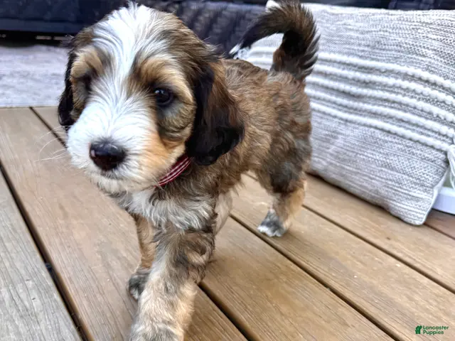 Bernedoodle dogs for sale: Wolfie - Ad 1