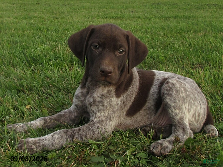 German Shorthaired Pointer dogs Bryson - Ad 1