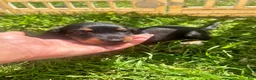Miniature Dachshund dogs for sale: Ollie - Ad 3
