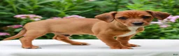 Mixed Breed dogs for sale: Owen  - Ad 3