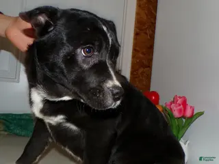 American Pit Bull Terrier dogs American Pit Bull Terrier Puppy 6 Marcia - Ad 13