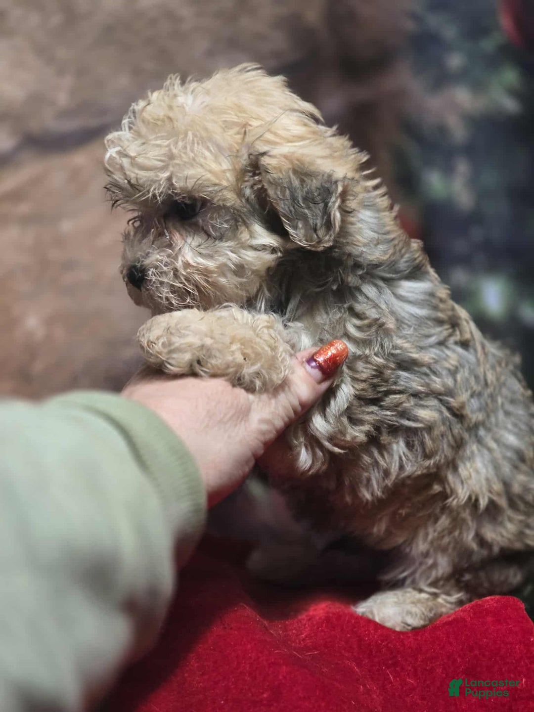 Maltipoo dogs for sale: Albert - Ad 3