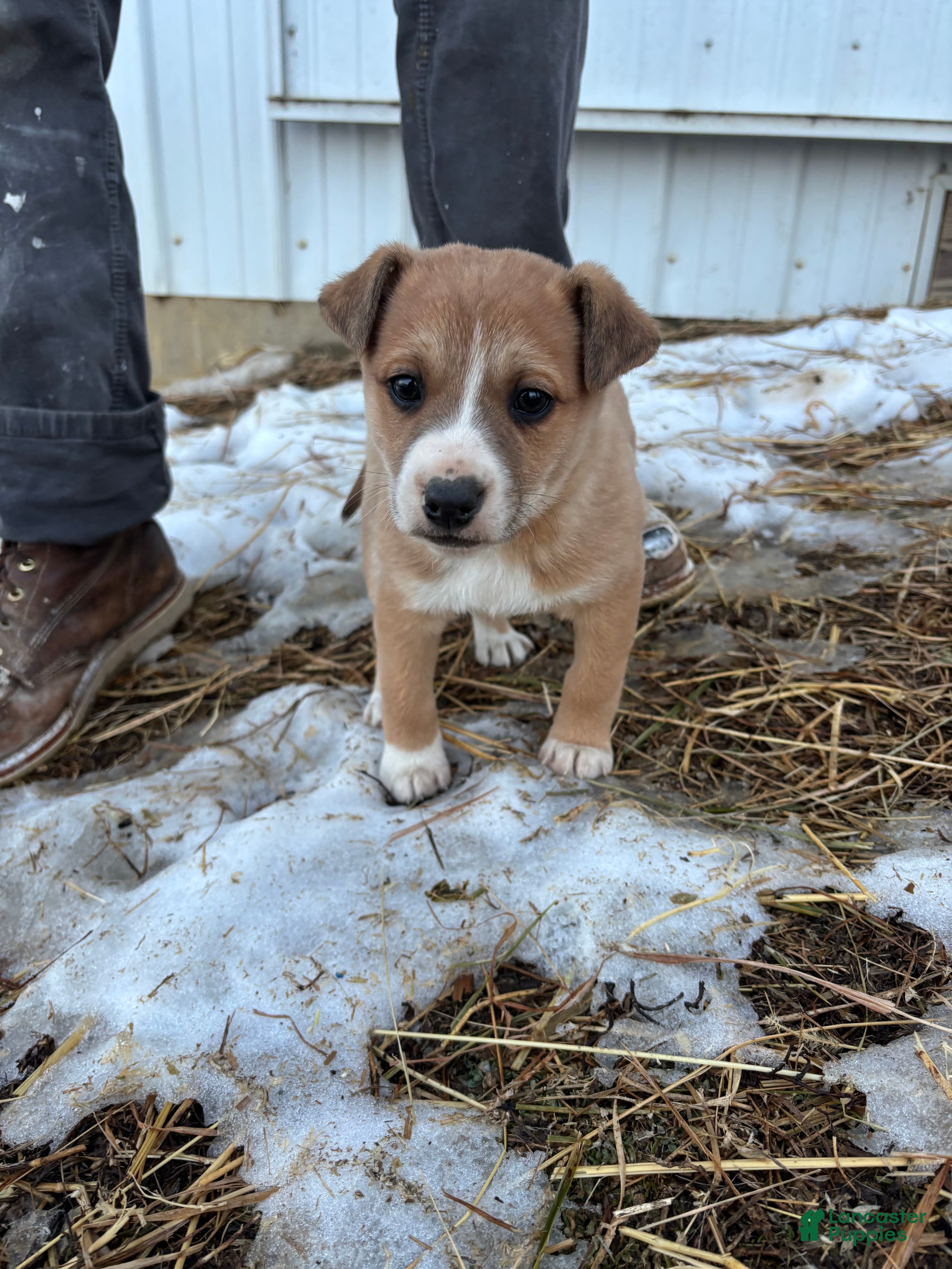 Mixed Breed dogs Lucky  - Ad 22