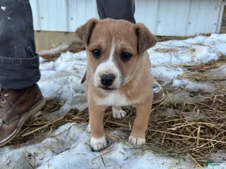 Mixed Breed dogs Lucky - Ad 29