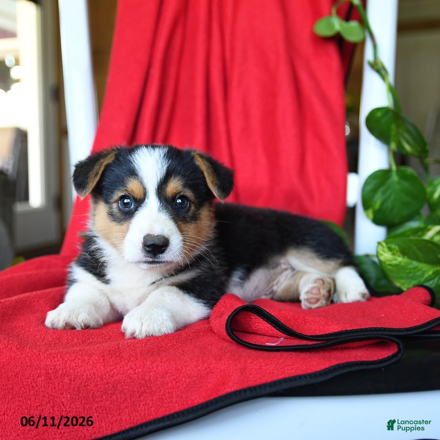 Welsh Corgi Pembroke dogs Chance - Ad 2
