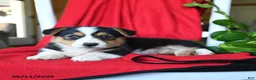 Welsh Corgi Pembroke dogs for sale: Chance - Ad 2