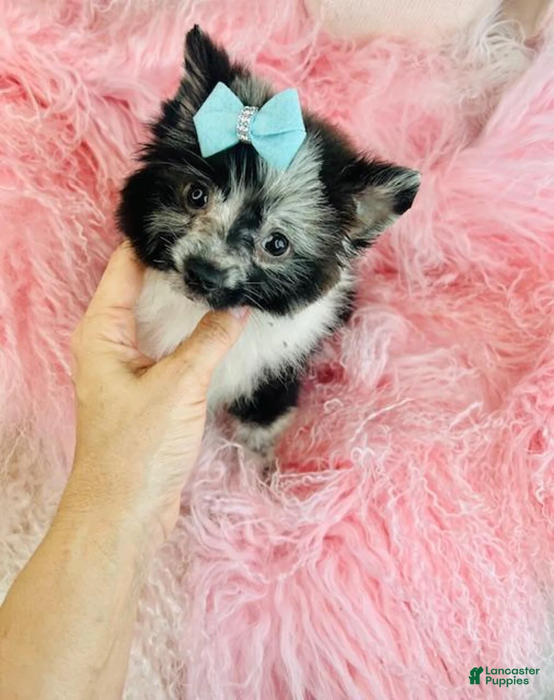 Pomeranian dogs for sale: Pomeranian Puppy 1 - Ad 1