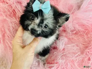 Pomeranian dogs Pomeranian Puppy 1 - Ad 10