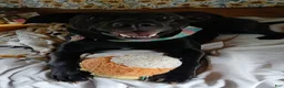 Mixed Breed dogs for sale: Black Lab mix - Ad 1