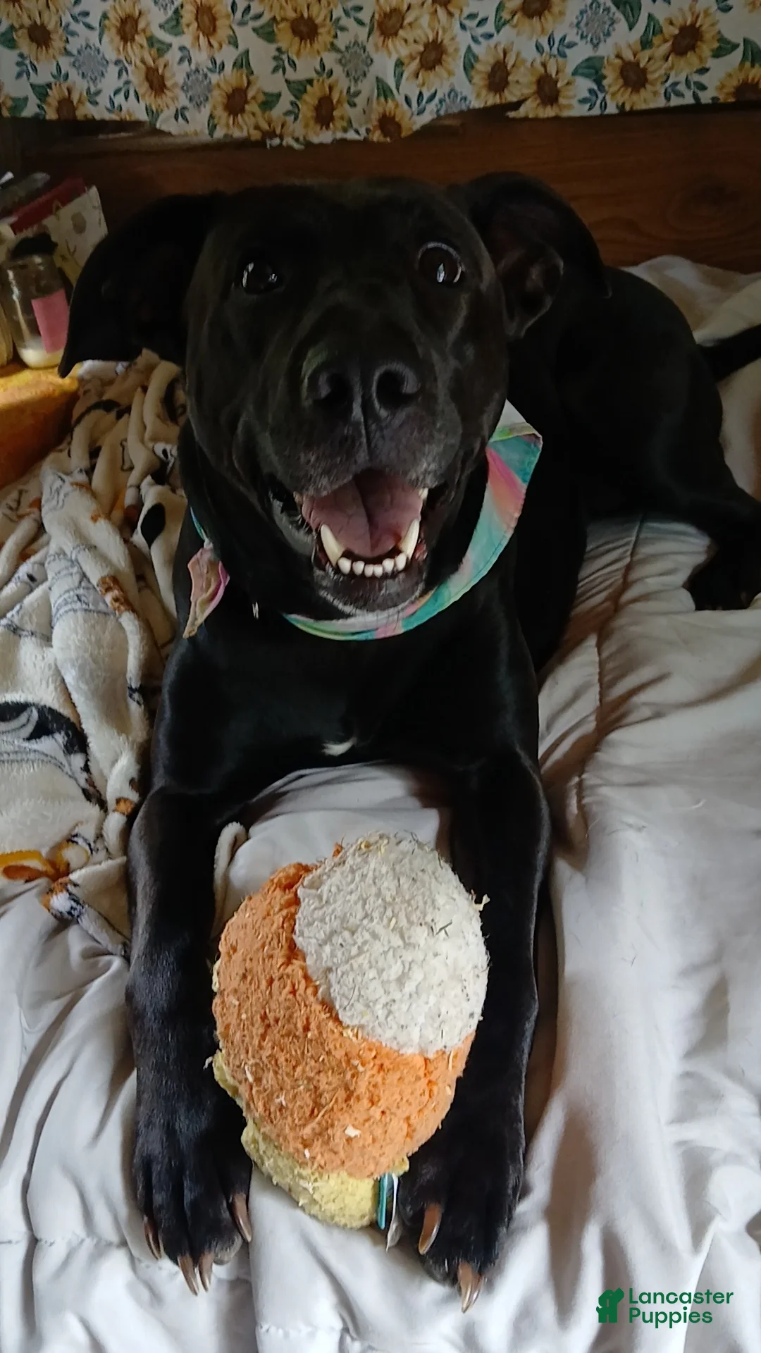 Mixed Breed dogs for sale: Black Lab mix - Ad 1