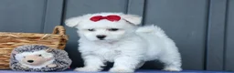 Maltese dogs for sale: OSCAR - Ad 15