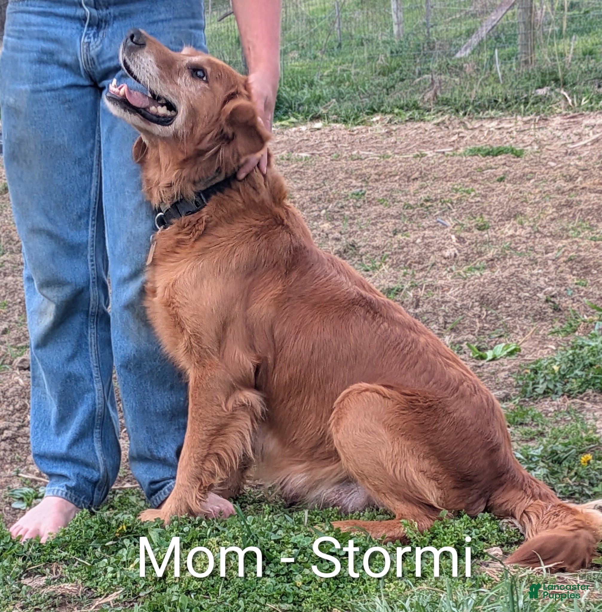 Golden Retriever dogs Fern - Ad 2