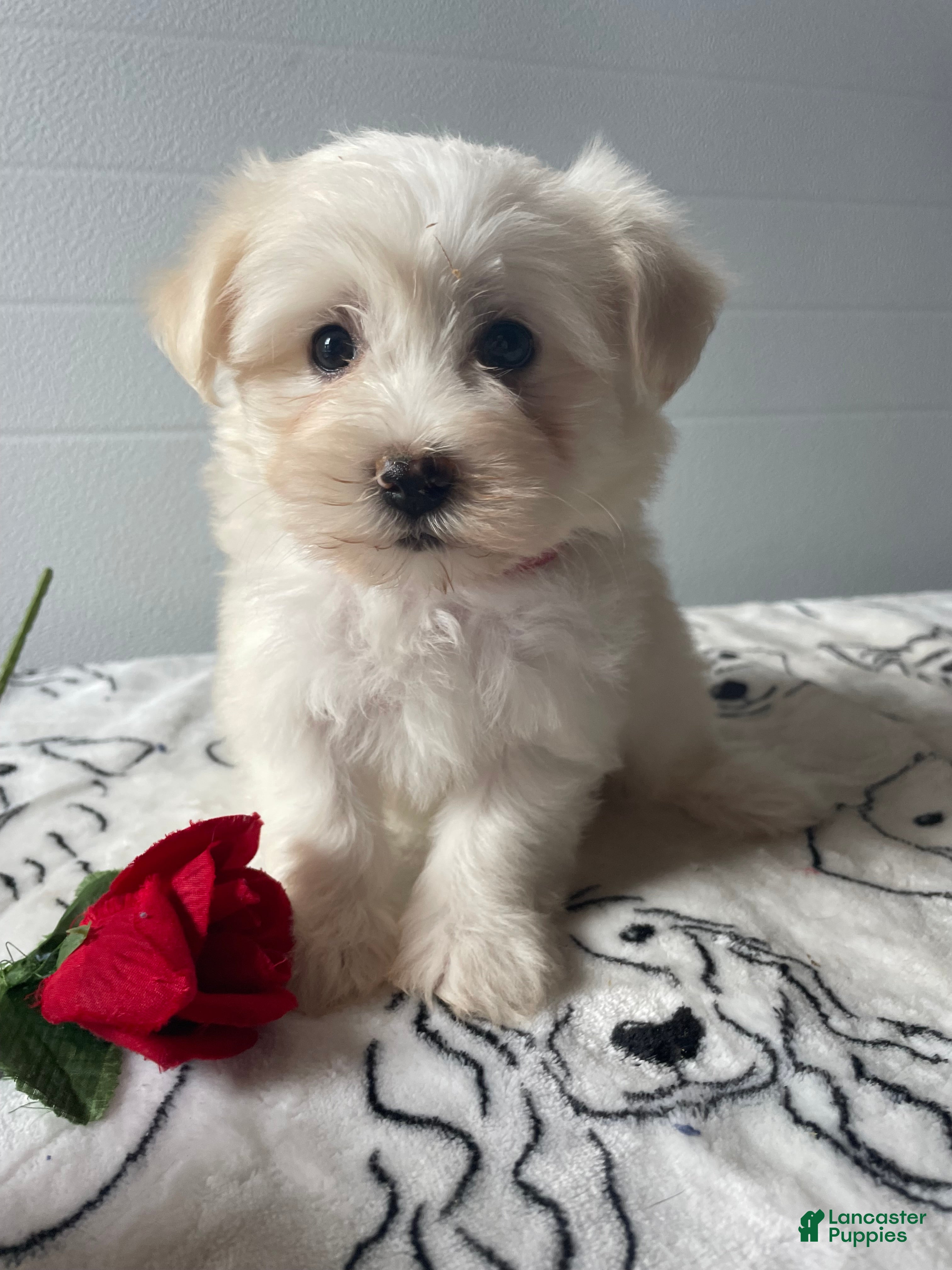 Havanese dogs Ringo - Ad 30