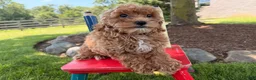 Cockapoo dogs for sale: Muffin  - Ad 1