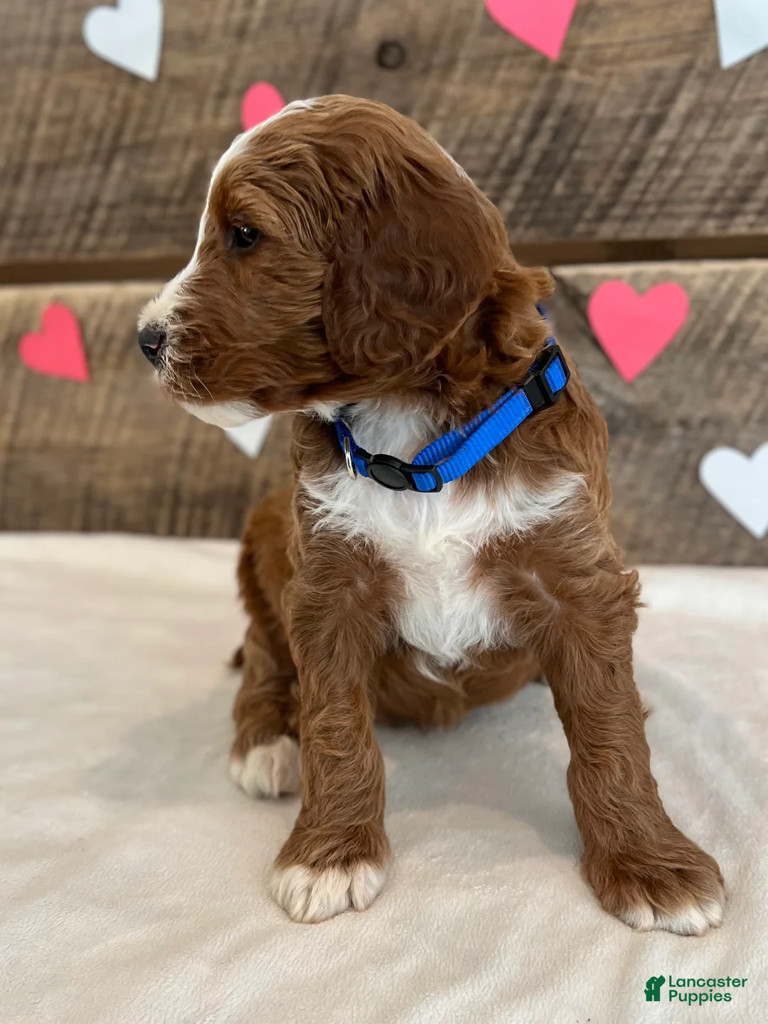 Irish Doodle dogs for sale: Murphy - Ad 4