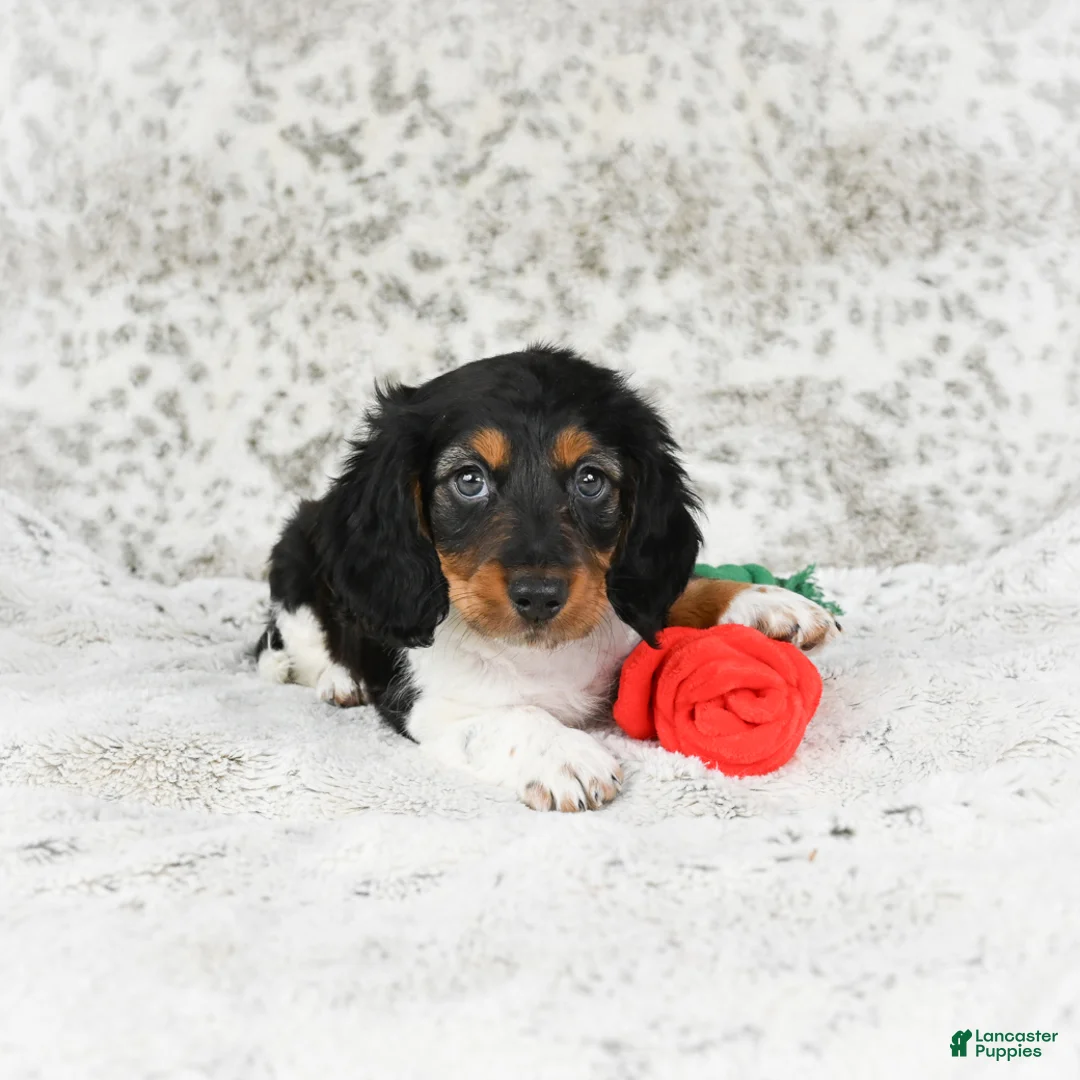 Miniature Dachshund dogs for sale: Charlie - Ad 9