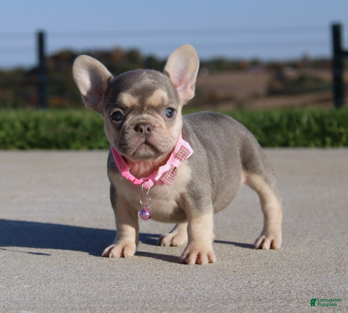 French Bulldog dogs for sale: Pumpkin - Ad 2